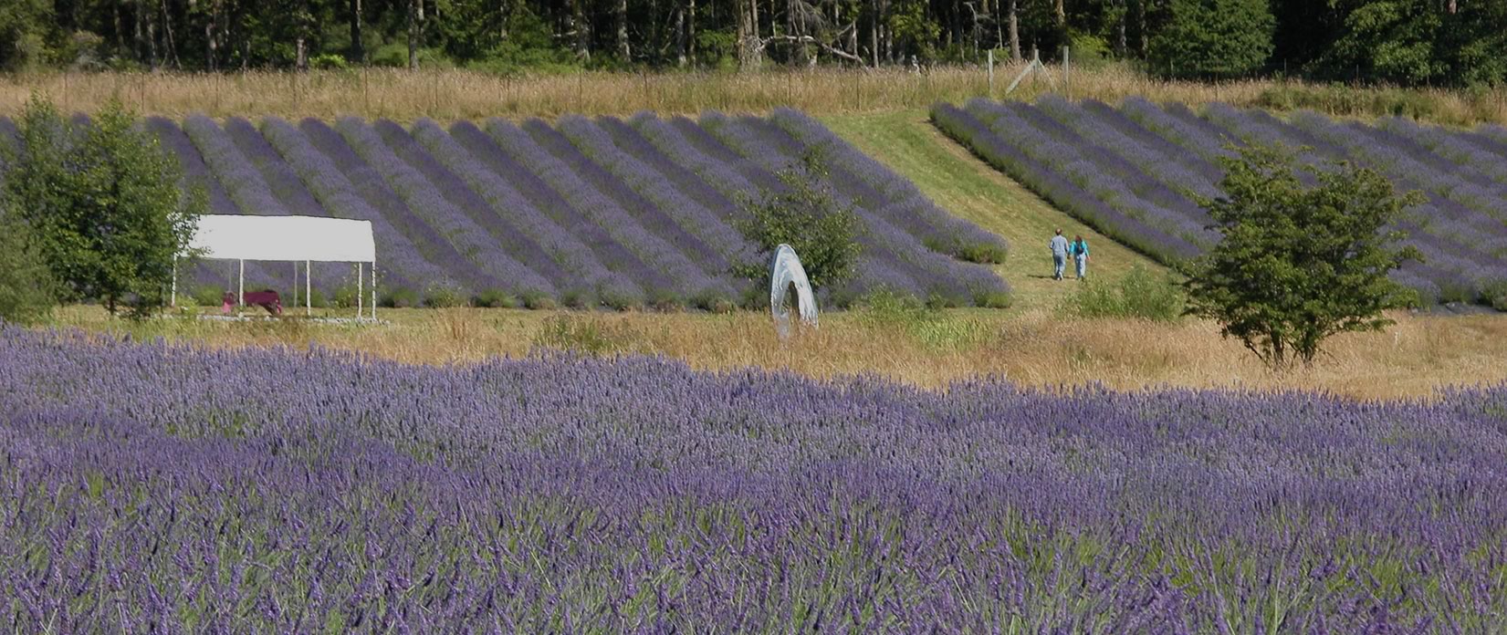 lavender farm